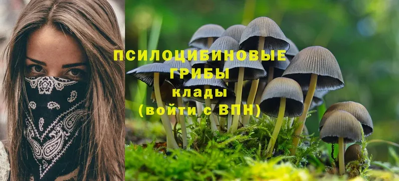 Псилоцибиновые грибы Psilocybe  Артёмовский 